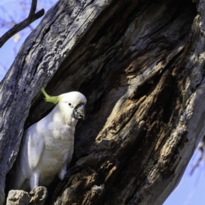 Cacatua galerita at Deakin, ACT - 29 Dec 2018