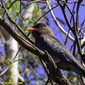 Eurystomus orientalis at Hughes, ACT - 29 Dec 2018