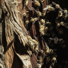 Apis mellifera (European honey bee) at Deakin, ACT - 29 Dec 2018 by BIrdsinCanberra