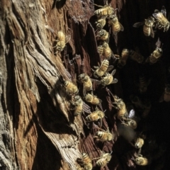 Apis mellifera at Deakin, ACT - 29 Dec 2018 09:04 AM