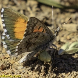 Lucia limbaria at Hughes, ACT - 29 Dec 2018 09:44 AM