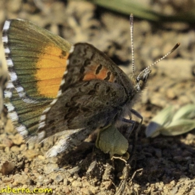 Lucia limbaria (Chequered Copper) at Hughes, ACT - 29 Dec 2018 by BIrdsinCanberra