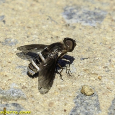 Villa sp. (genus) (Unidentified Villa bee fly) at Hughes, ACT - 29 Dec 2018 by JonSteinbeck