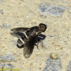 Villa sp. (genus) (Unidentified Villa bee fly) at Hughes, ACT - 28 Dec 2018 by BIrdsinCanberra
