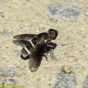 Villa sp. (genus) at Hughes, ACT - 29 Dec 2018