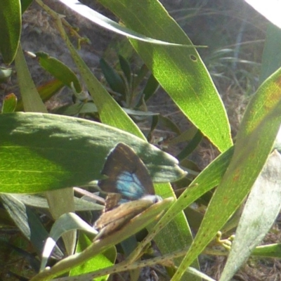 Jalmenus ictinus (Stencilled Hairstreak) at Isaacs Ridge and Nearby - 31 Dec 2018 by Mike