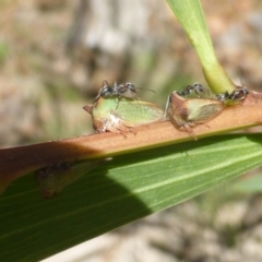 Sextius virescens (Acacia horned treehopper) at Isaacs, ACT - 1 Jan 2019 by Mike