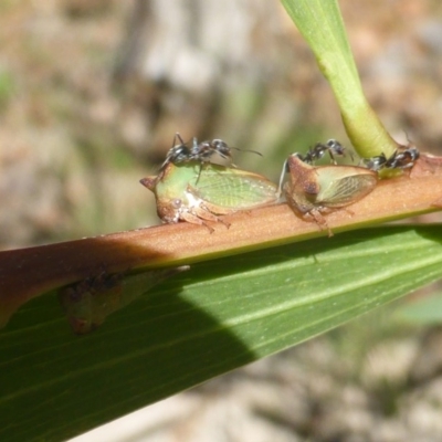 Sextius virescens (Acacia horned treehopper) at Isaacs, ACT - 1 Jan 2019 by Mike