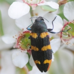 Castiarina interstitialis (A jewel beetle) at Namadgi National Park - 31 Dec 2018 by Harrisi