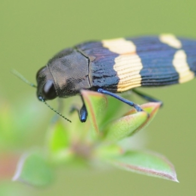Castiarina bifasciata (Jewel beetle) at Cotter River, ACT - 31 Dec 2018 by Harrisi