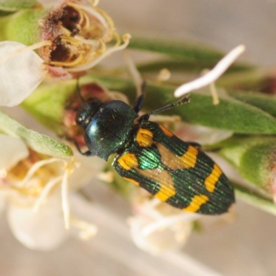 Castiarina flavopicta (Flavopicta jewel beetle) at Cotter River, ACT - 1 Jan 2019 by Harrisi
