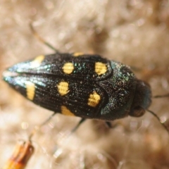 Astraeus (Astraeus) pygmaeus (A small Casuarina jewel beetle.) at Mount Ainslie - 1 Jan 2019 by Harrisi