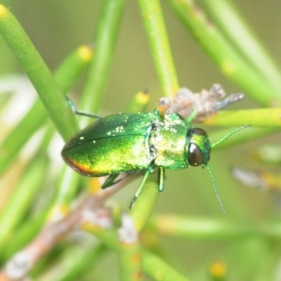 Unidentified Jewel beetle (Buprestidae) at Jerrawangala, NSW - 23 Dec 2018 by Harrisi