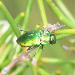 Unidentified Jewel beetle (Buprestidae) (TBC) at Jerrawangala, NSW - 23 Dec 2018 by Harrisi