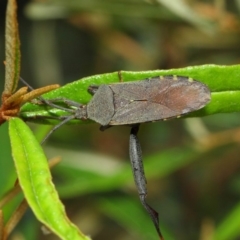 Amorbus (genus) (Eucalyptus Tip bug) at Acton, ACT - 30 Dec 2018 by TimL