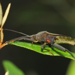 Amorbus sp. (genus) at Acton, ACT - 30 Dec 2018