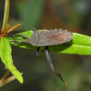 Amorbus sp. (genus) at Acton, ACT - 30 Dec 2018 01:23 PM