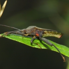 Amorbus sp. (genus) at Acton, ACT - 30 Dec 2018 01:23 PM