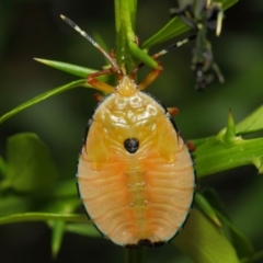 Musgraveia sulciventris (Bronze Orange Bug) at Hackett, ACT - 30 Dec 2018 by TimL