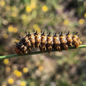 Junonia villida at Googong, NSW - 2 Jan 2019