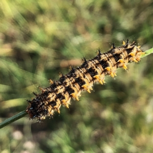 Junonia villida at Googong, NSW - 2 Jan 2019