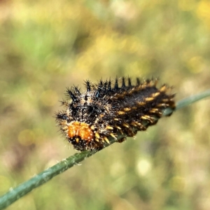 Junonia villida at Googong, NSW - 2 Jan 2019