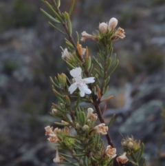 Westringia eremicola (Slender Western Rosemary) at Bullen Range - 1 Nov 2018 by michaelb