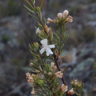 Westringia eremicola (Slender Western Rosemary) at Tuggeranong DC, ACT - 1 Nov 2018 by MichaelBedingfield