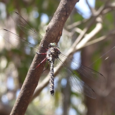 Austroaeschna atrata (Mountain Darner) at Cotter River, ACT - 1 Jan 2019 by Christine