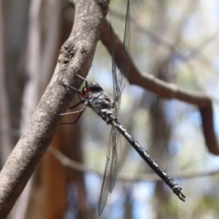 Austroaeschna atrata at Cotter River, ACT - 1 Jan 2019 11:45 AM