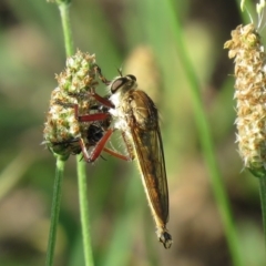 Colepia ingloria (A robber fly) at Point Hut to Tharwa - 1 Jan 2019 by SandraH