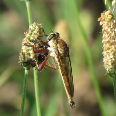 Colepia ingloria (A robber fly) at Paddys River, ACT - 1 Jan 2019 by SandraH