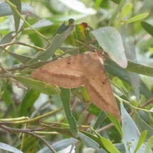 Anthela nicothoe at Cotter River, ACT - 1 Jan 2019 01:08 PM