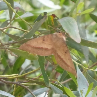 Anthela nicothoe (Urticating Anthelid) at Cotter River, ACT - 1 Jan 2019 by Christine