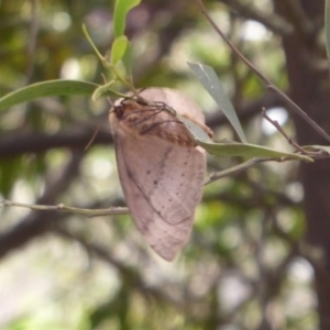 Anthela nicothoe at Cotter River, ACT - 1 Jan 2019 01:08 PM