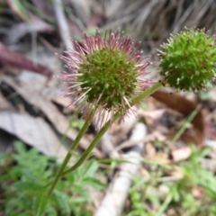 Acaena novae-zelandiae (Bidgee Widgee) at Cotter River, ACT - 1 Jan 2019 by Christine