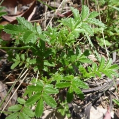 Acaena novae-zelandiae at Cotter River, ACT - 1 Jan 2019 01:17 PM