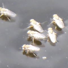 Ephydridae sp. (family) (Shore Flies) at Fyshwick, ACT - 29 Dec 2018 by Christine