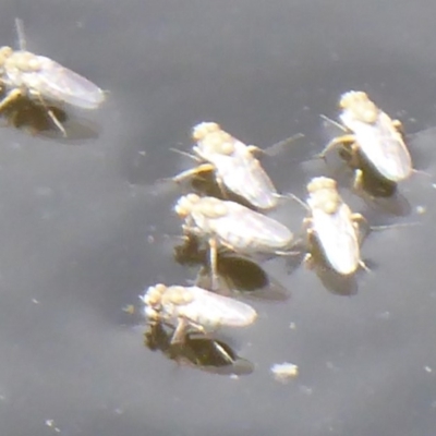 Ephydridae sp. (family) (Shore Flies) at Jerrabomberra Wetlands - 29 Dec 2018 by Christine