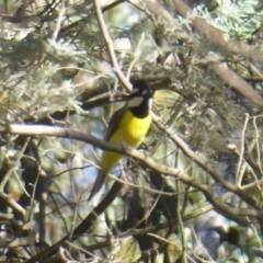 Falcunculus frontatus (Eastern Shrike-tit) at Cotter River, ACT - 31 Dec 2018 by Christine