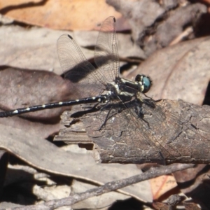 Eusynthemis guttata at Cotter River, ACT - 31 Dec 2018