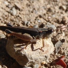 Phaulacridium vittatum (Wingless Grasshopper) at Namadgi National Park - 30 Dec 2018 by Christine