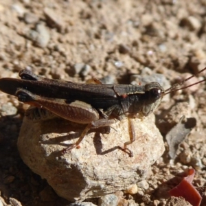 Phaulacridium vittatum at Cotter River, ACT - 31 Dec 2018 09:06 AM