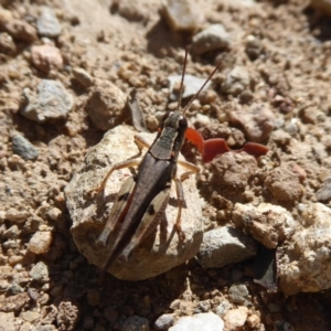 Phaulacridium vittatum at Cotter River, ACT - 31 Dec 2018 09:06 AM