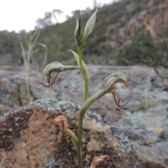 Oligochaetochilus hamatus (Southern Hooked Rustyhood) at Tuggeranong DC, ACT - 1 Nov 2018 by MichaelBedingfield