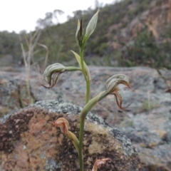 Oligochaetochilus hamatus (Southern Hooked Rustyhood) at Bullen Range - 1 Nov 2018 by michaelb