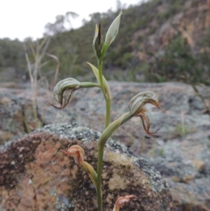 Oligochaetochilus hamatus at Tuggeranong DC, ACT - 1 Nov 2018