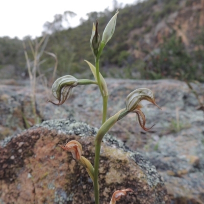 Oligochaetochilus hamatus (Southern Hooked Rustyhood) at Tuggeranong DC, ACT - 1 Nov 2018 by MichaelBedingfield