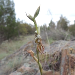 Oligochaetochilus hamatus at Tuggeranong DC, ACT - 1 Nov 2018