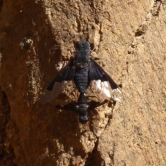 Balaana sp. (genus) (Bee Fly) at Namadgi National Park - 30 Dec 2018 by Christine